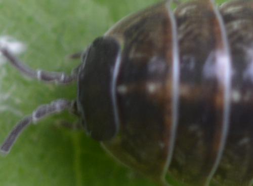 Armadillidium vulgare